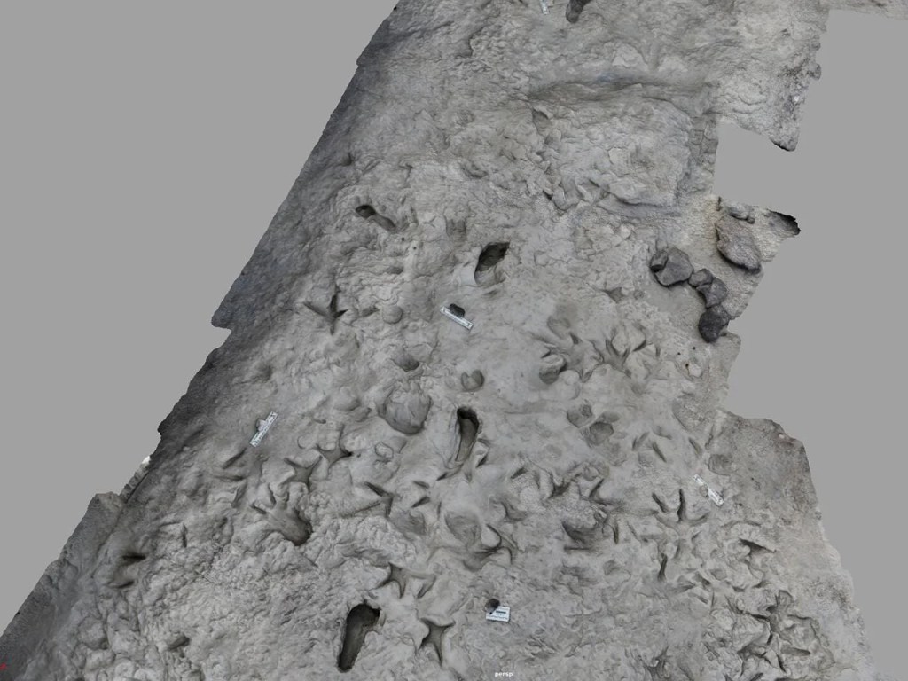 1,5 Milyon Yıllık Ayak&nbsp;İzleri